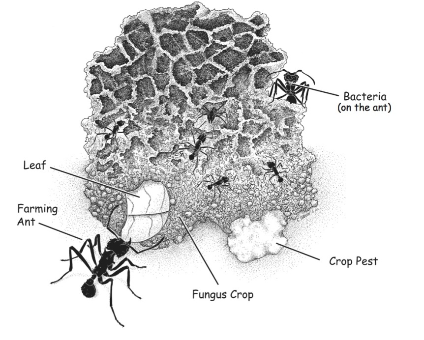 The Tangled Science of Leaf Cutter Ant Symbiosis
