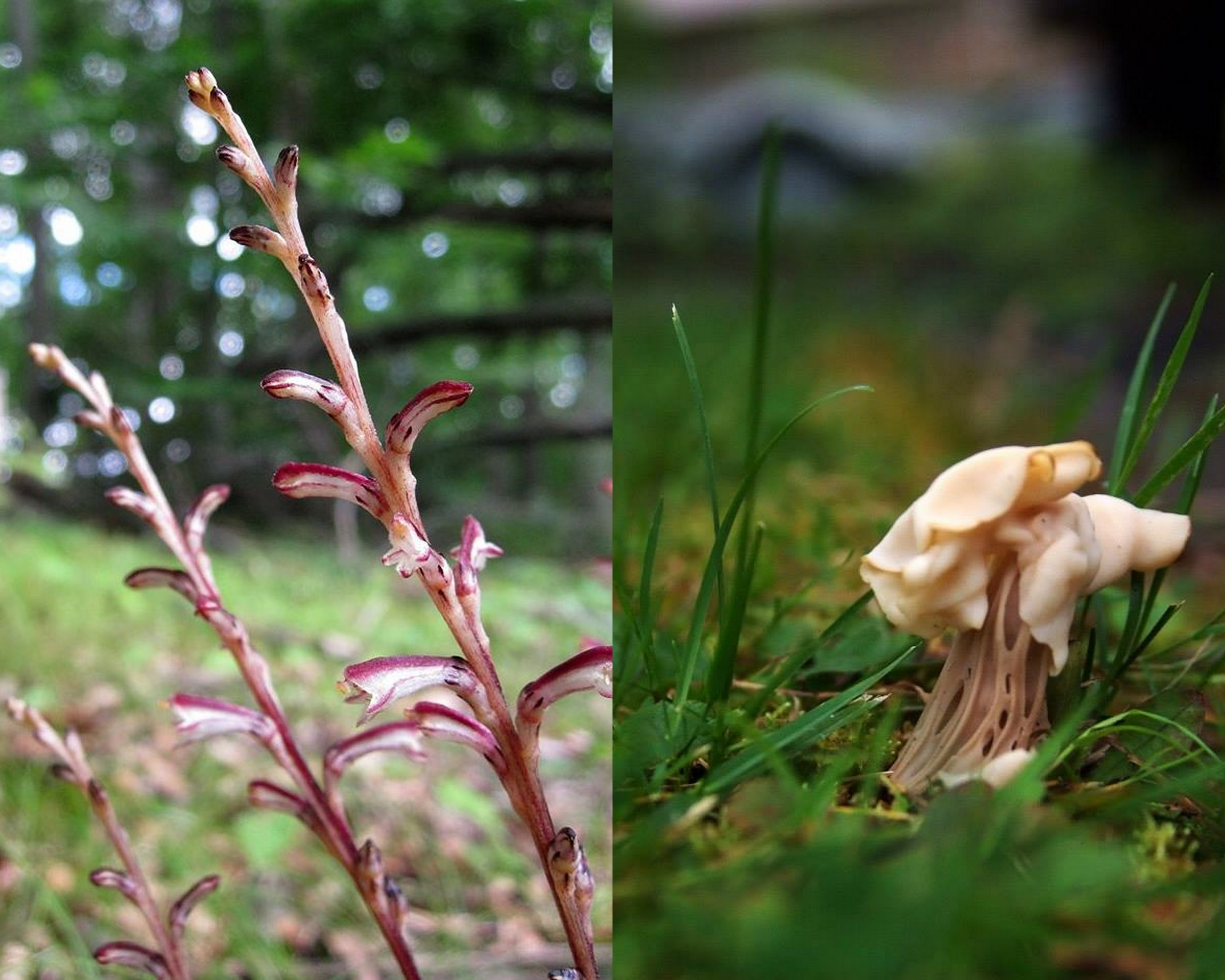 Left:  beechdrops.  Right:  some mushroom I found.  Beechdrops photo:  Dan Sparks-Jackson