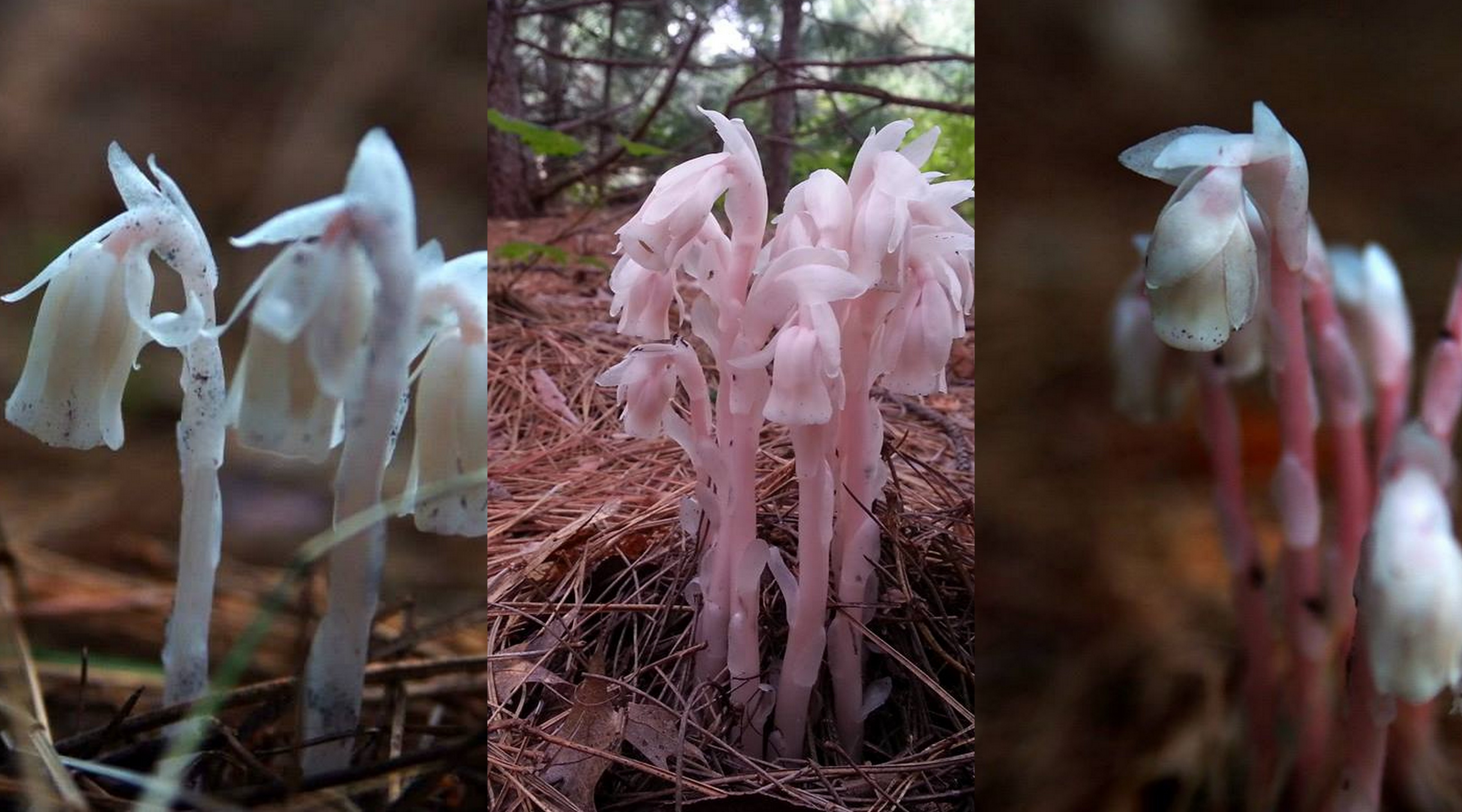 Color range of ghost plant. Fun fact: these photos were taken less than 10 minutes and 30 feet apart. Photo: Katie Grzesiak