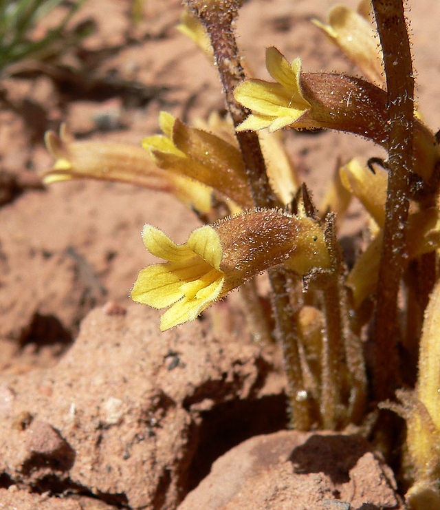 Clustered broomrape flowers, which probably don't violate sweeping imiplements.  Photo by Stan Shebs