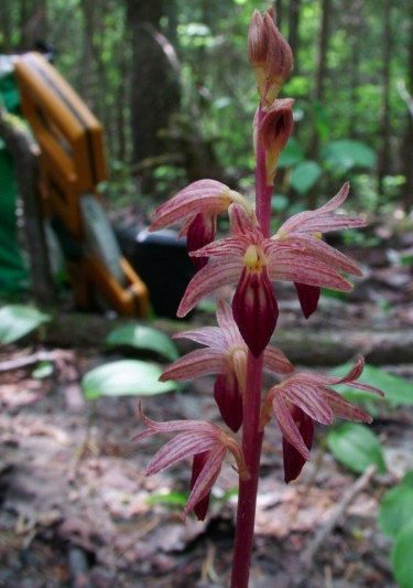 Striped coralroot orchid blooms.  Field equipment optional.  Photo:  Katie Grzesiak