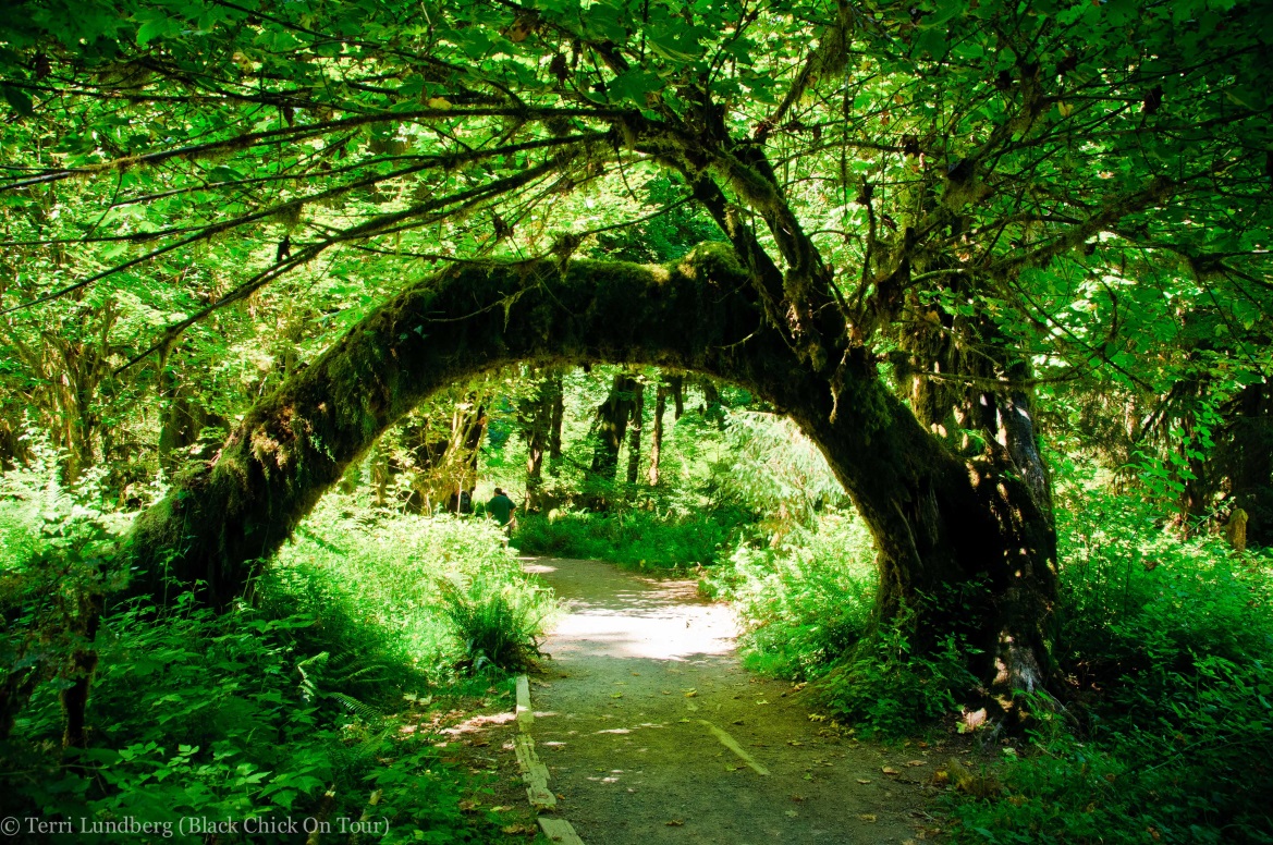 Natural arch in the Hoh Rainforest