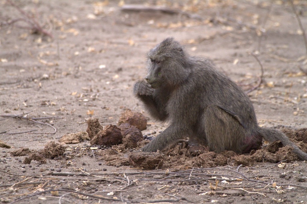 Mice aren't the only animals who are coprophagic. Behold, a baboon eating elephant poop! Will that affect the baboon’s microbiome? 