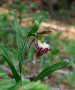 Ram's head lady slipper.  Photo: Katie Grzesiak