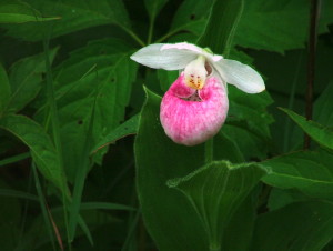 Showy lady's slipper.  Photo:  Bob Grzesiak