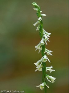 Slender lady's tresses. Photo: Mark S. Carlson