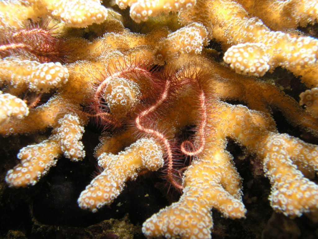 Brittle sea star