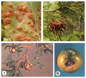 Various weird stages of a weird fungus.  Photos from Wikipedia and Cornell University