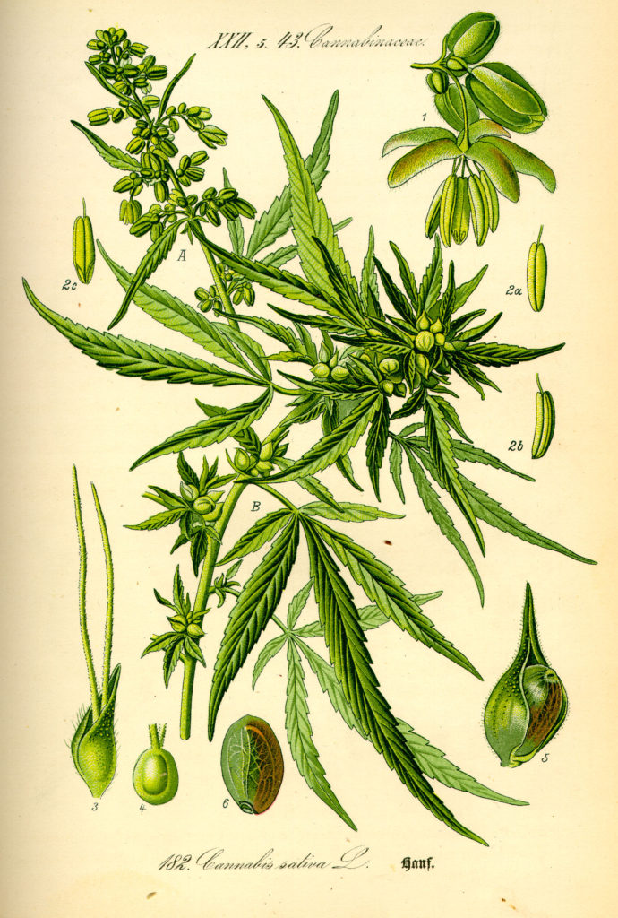 Illustration_Cannabis_sativa0